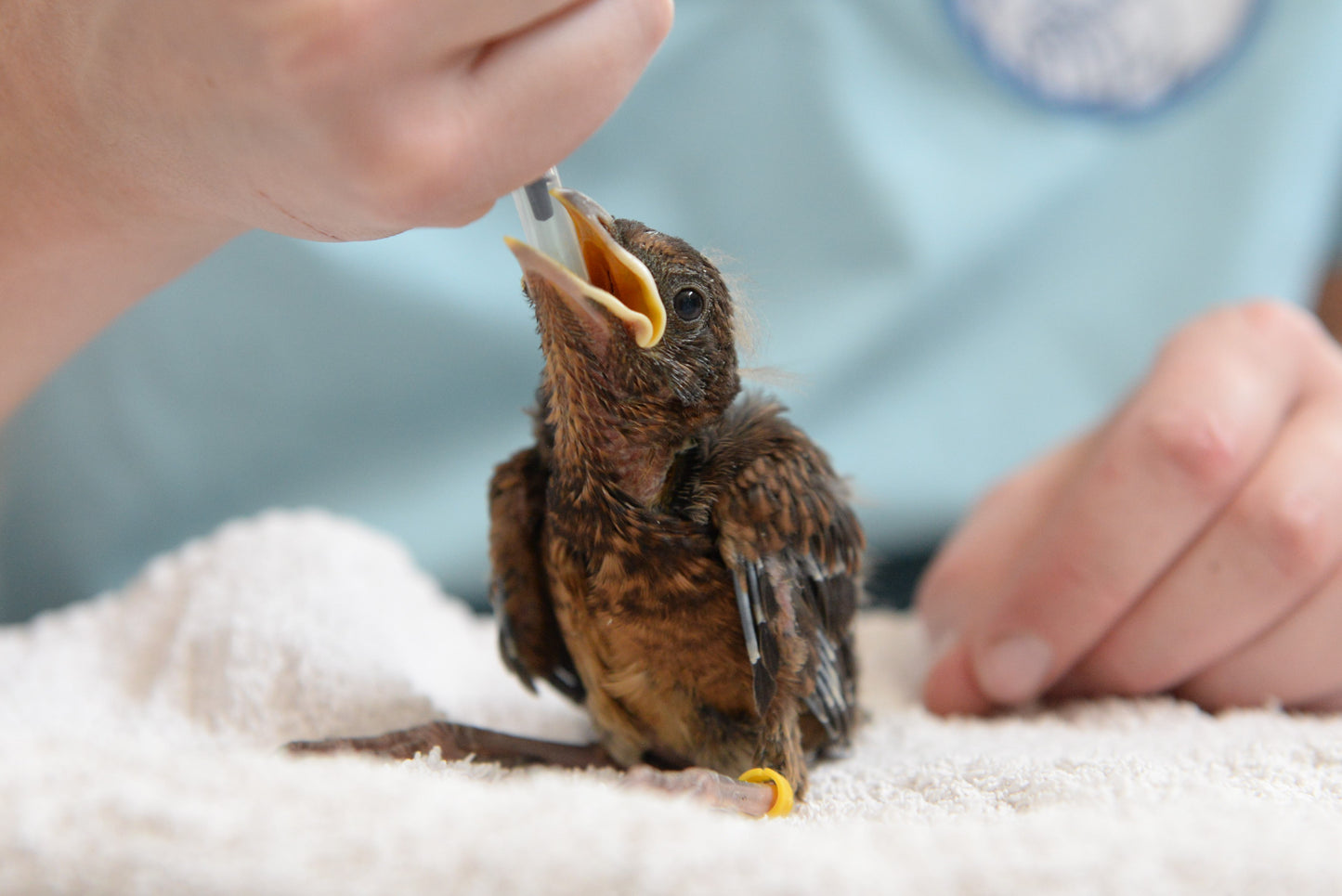 Adopteer een nestjong