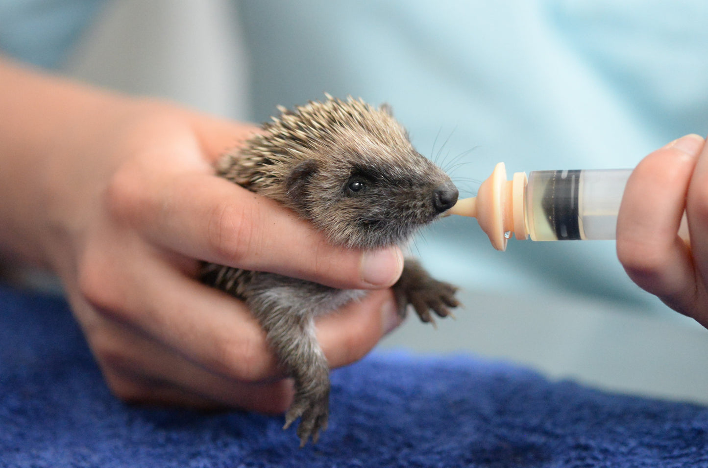 Adopteer een Egeltje