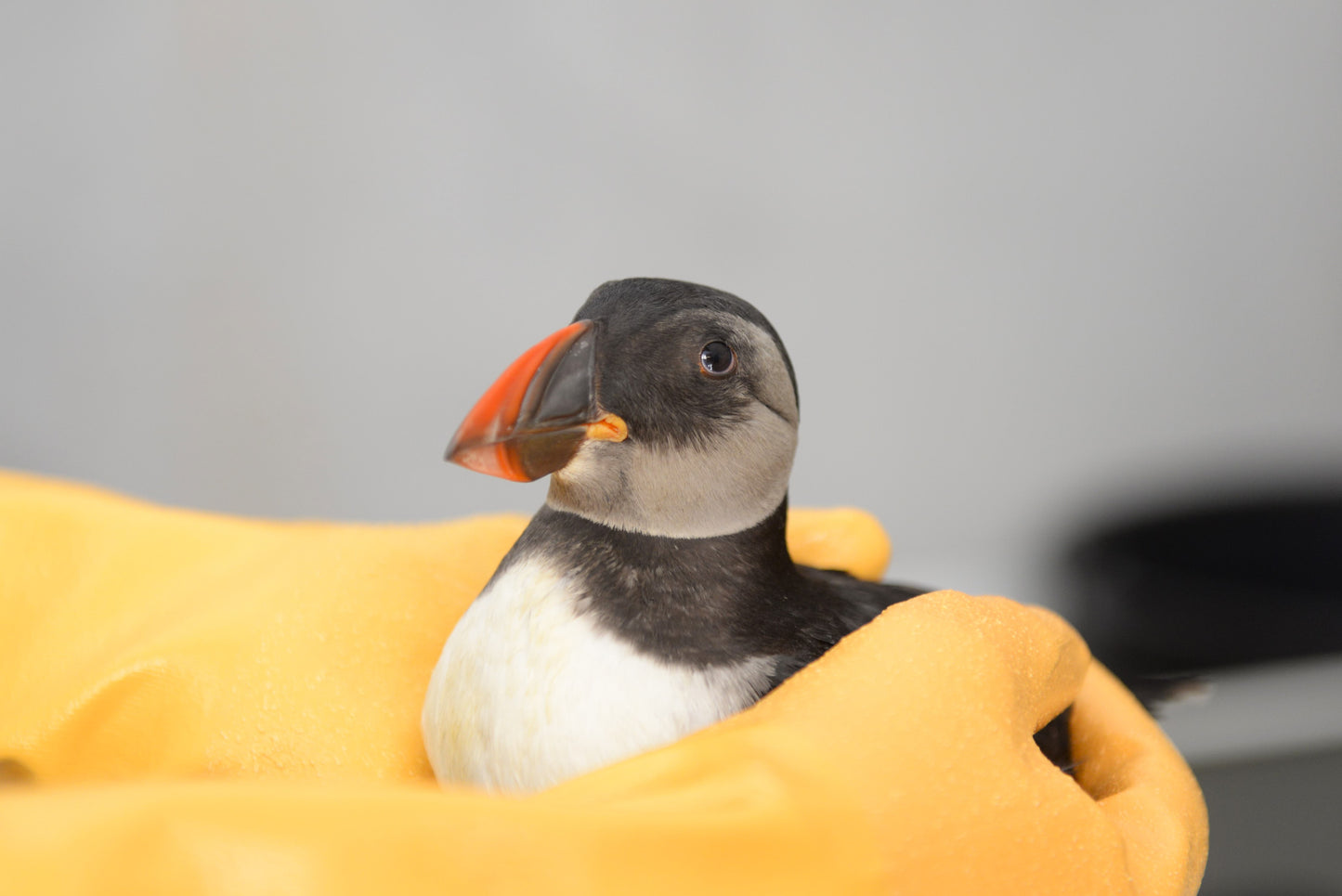 Steun de Papegaaiduiker