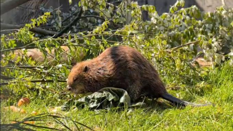 Steun de Bever!