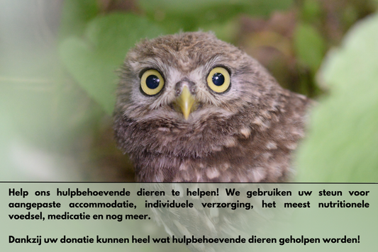 #Doe een vrije gift