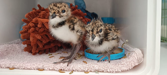 Help onze Kievitjes